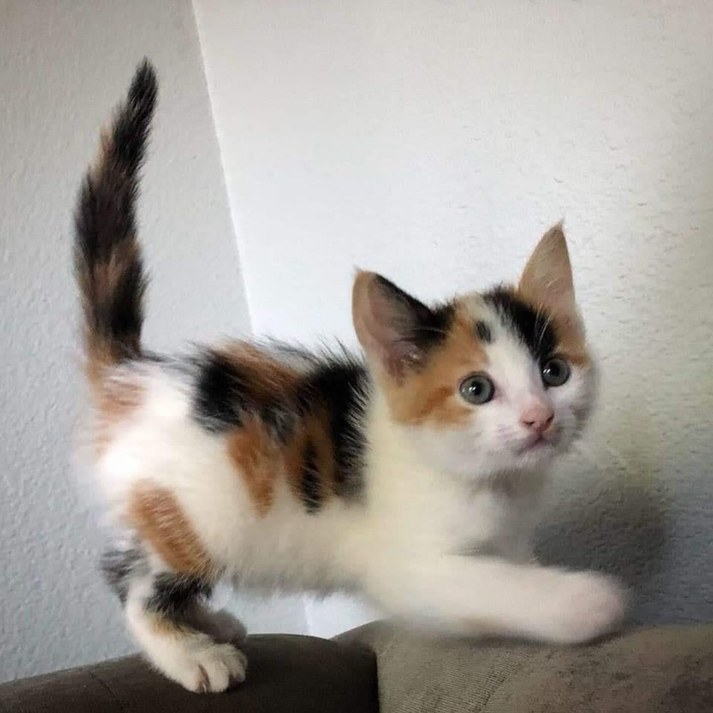 Adopt a Pet | Nesta